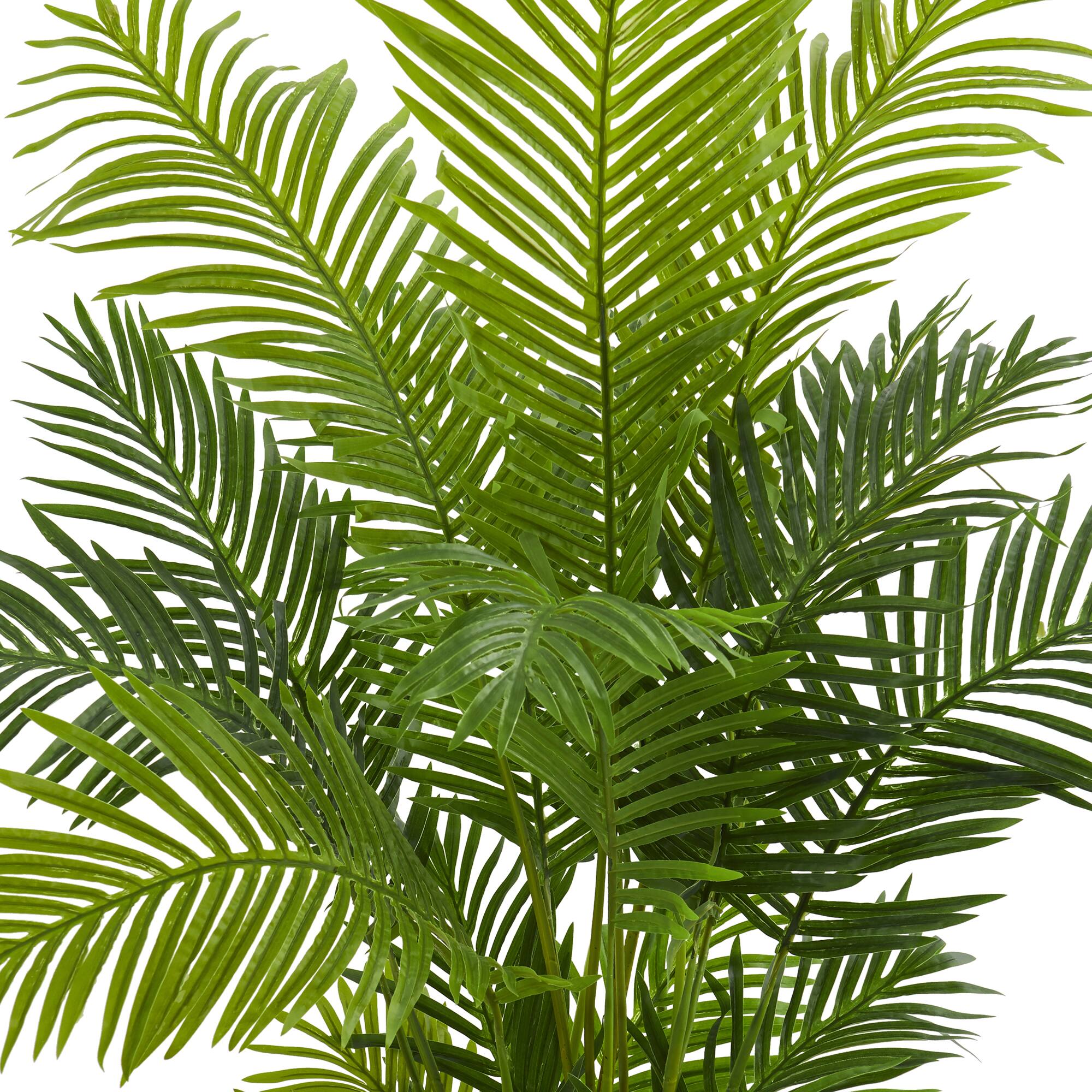 5ft. Potted Hawaii Palm Tree